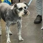 Enlarge Casey, a Adoptable Schnauzer in Weatherford, TX image 3/5