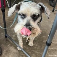 Enlarge Casey, a Adoptable Schnauzer in Weatherford, TX image 2/5