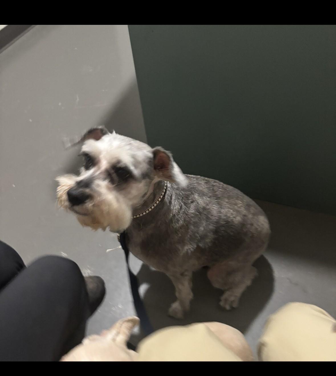 Casey, Adoptable, Adult Male Schnauzer.