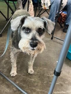 Casey, adopted, Adult Male Schnauzer.