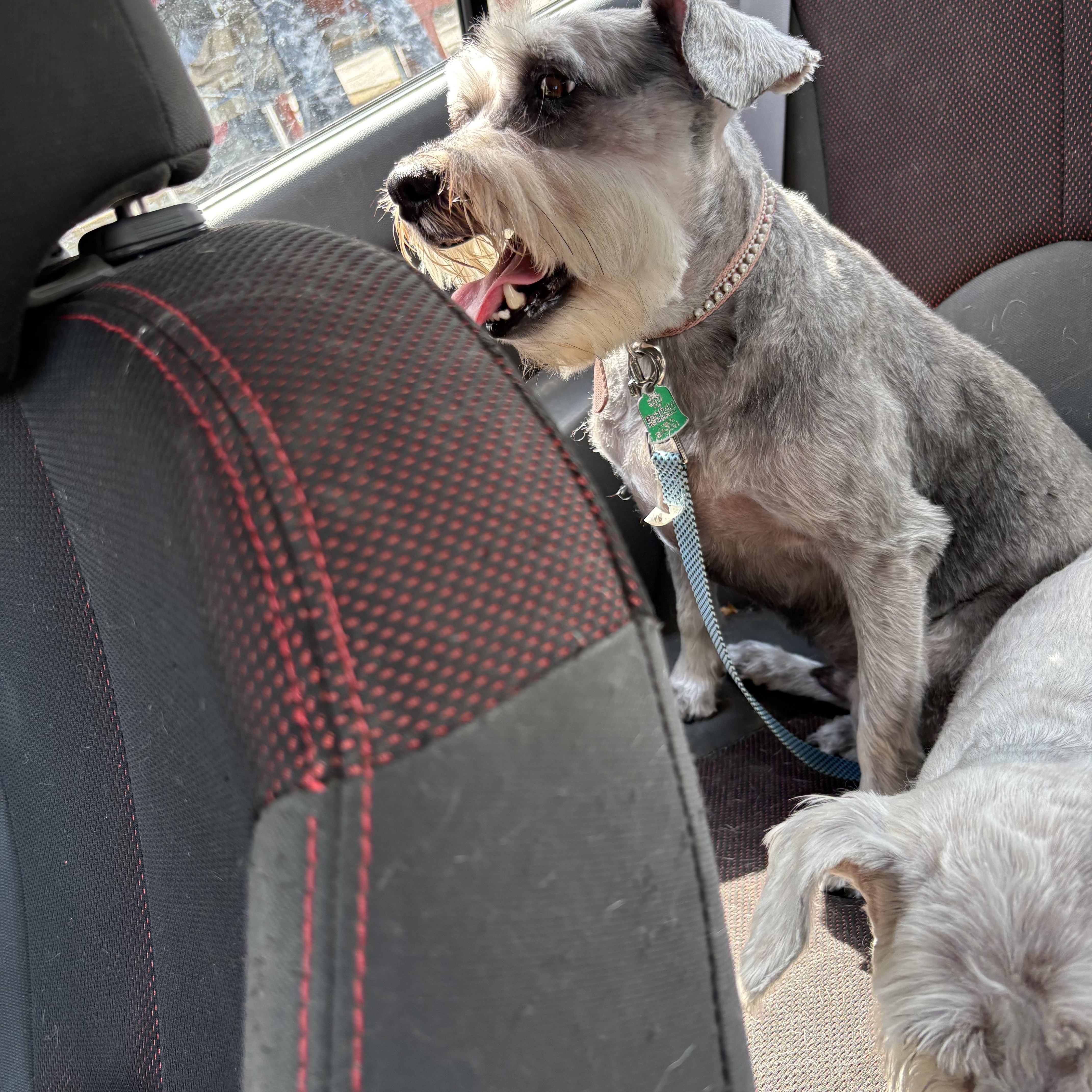 Enlarge Casey, a Adoptable Schnauzer in Weatherford, TX image 5/5