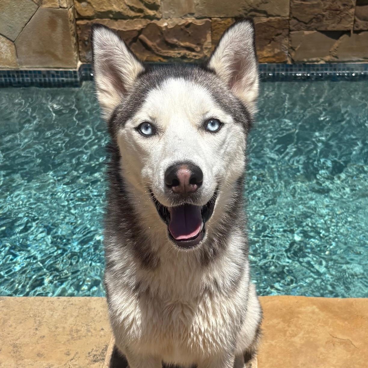 NAVY, Adoptable, Adult Male Siberian Husky.
