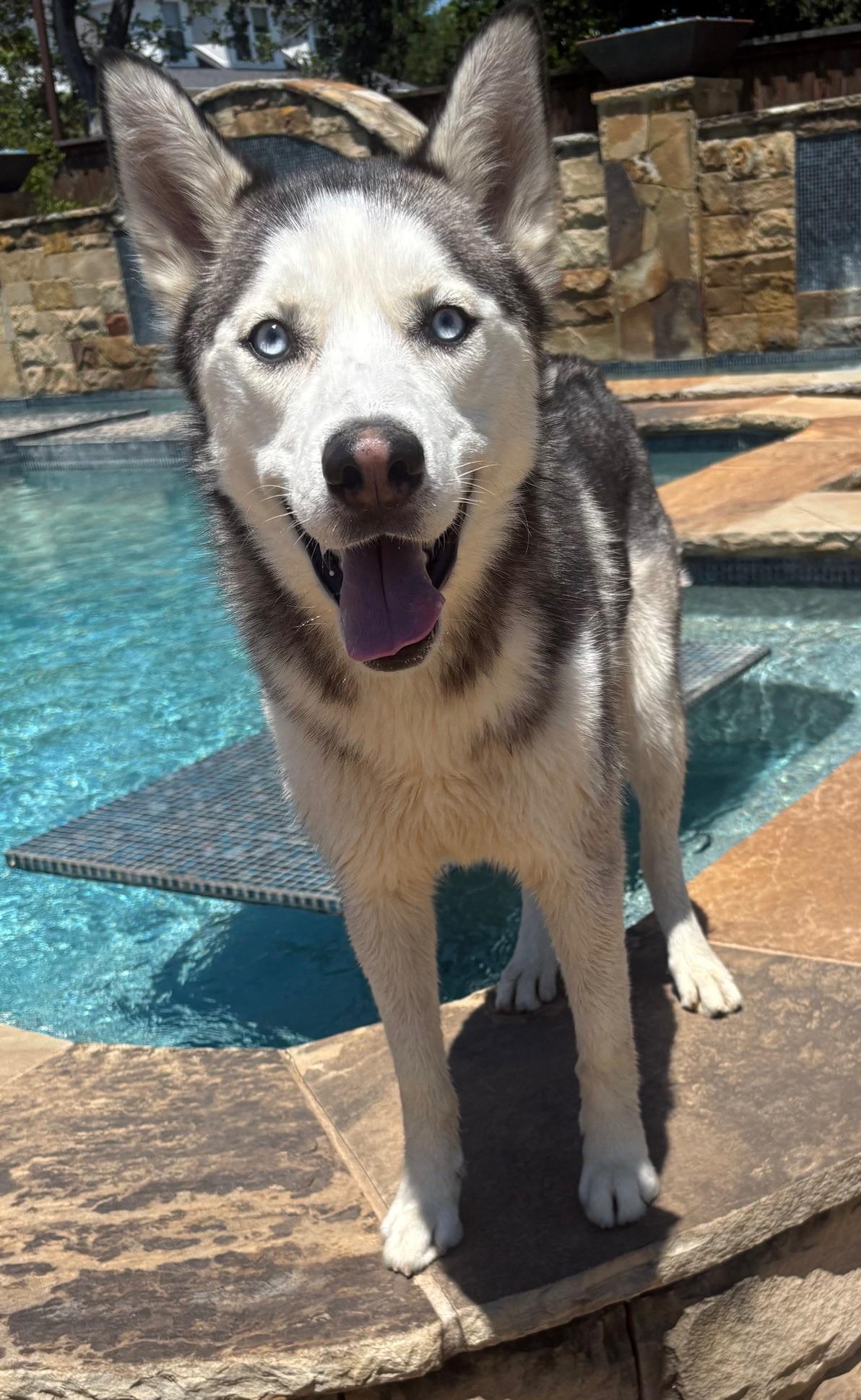 NAVY, a Adoptable Siberian Husky image 3/5