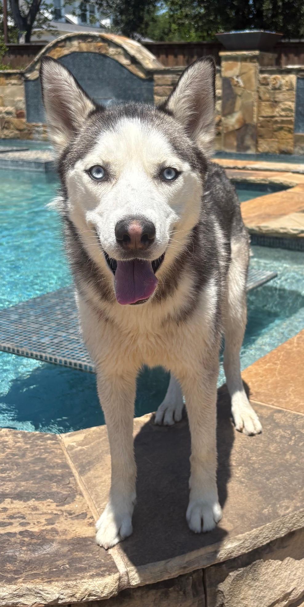 NAVY, a Adoptable Siberian Husky image 4/5