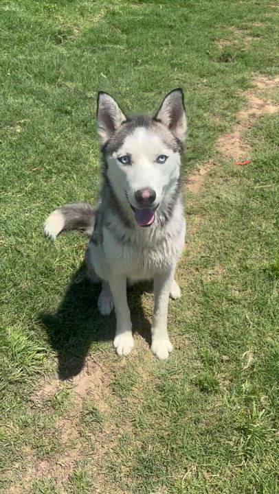 Enlarge NAVY, a Adoptable Siberian Husky video 2/5