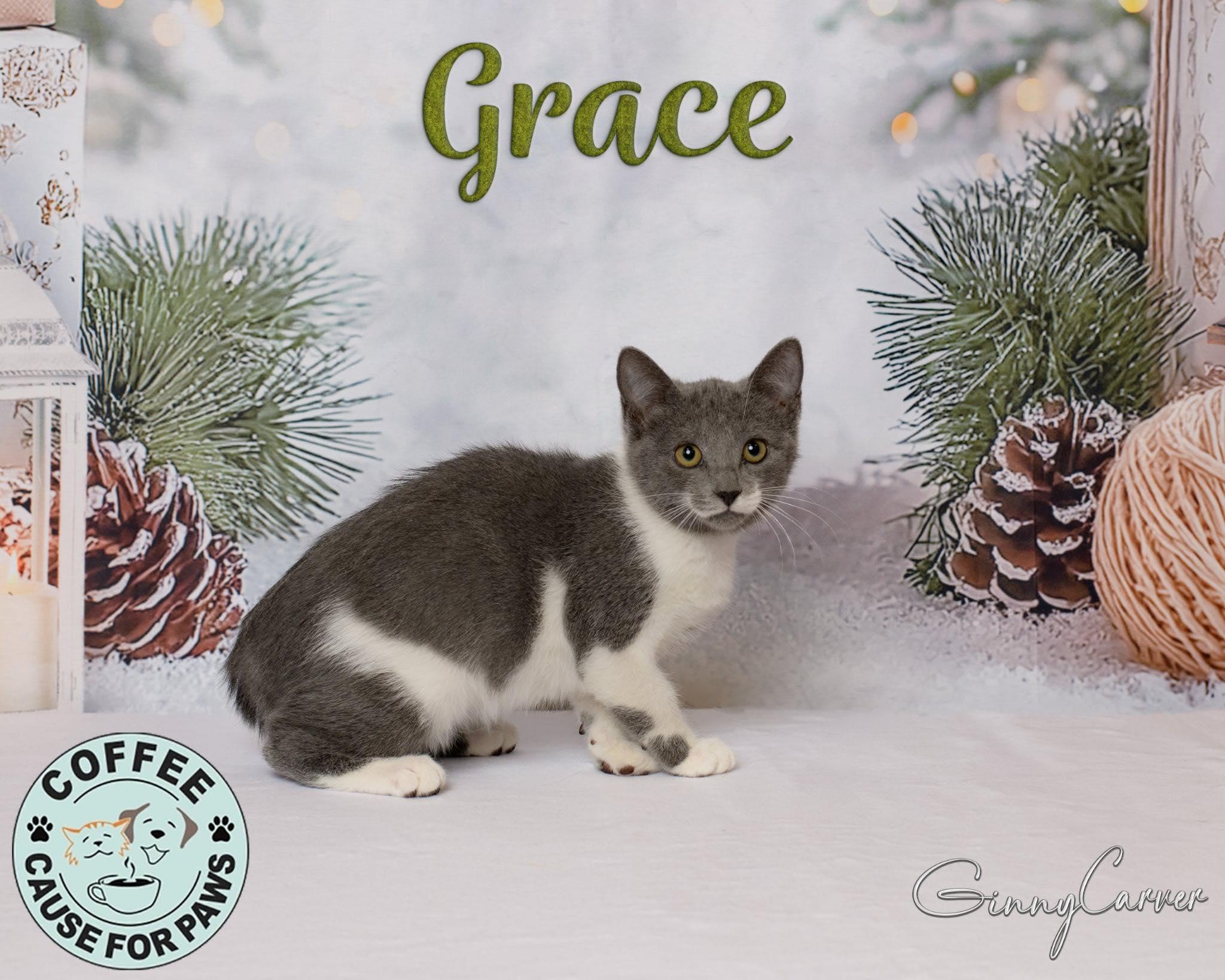 Enlarge Grace, a ADOPTABLE American Bobtail in Douglas, GA image 1/1