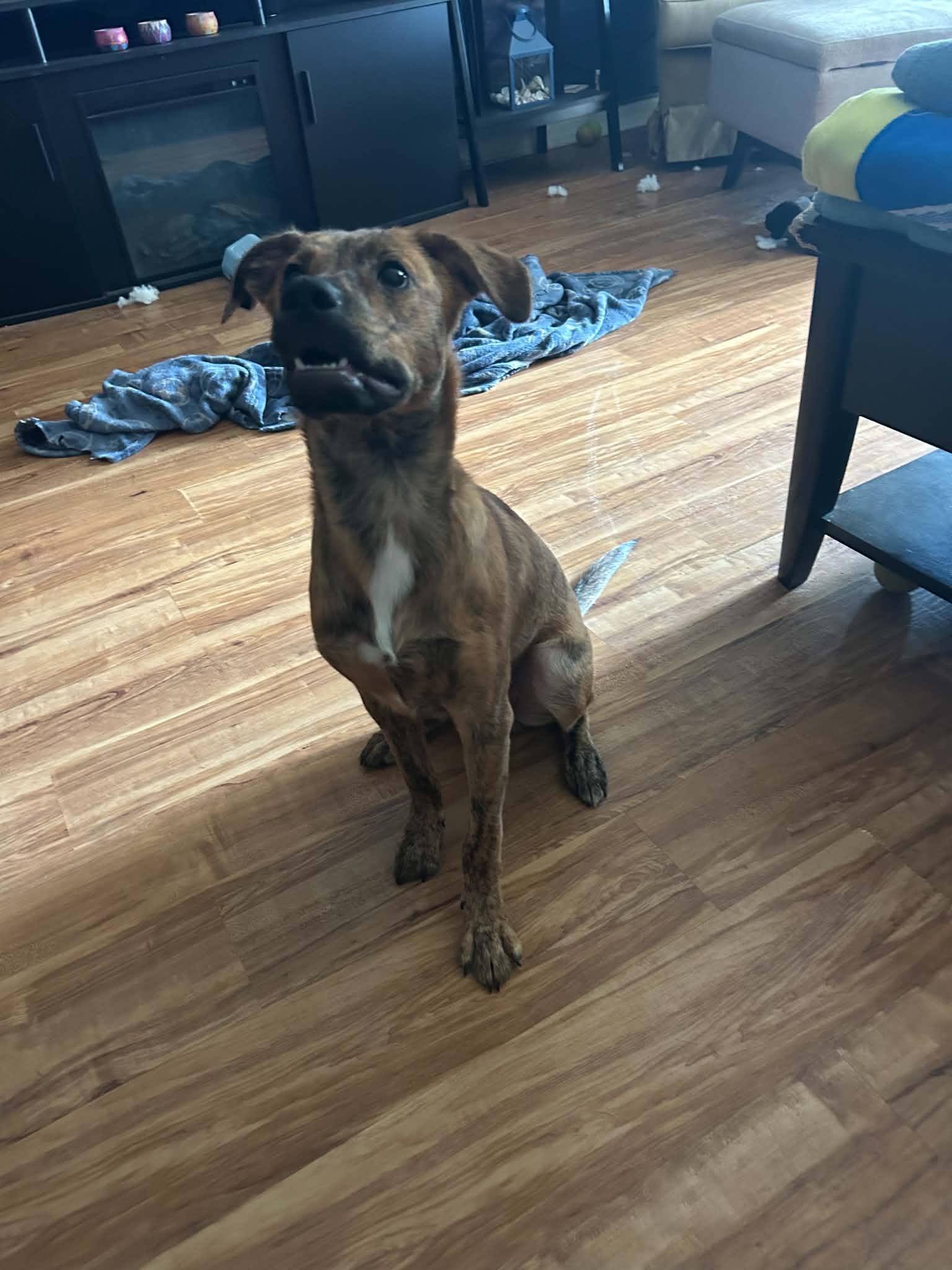 Ross, a ADOPTABLE Feist in Brooksville, FL image 5/6