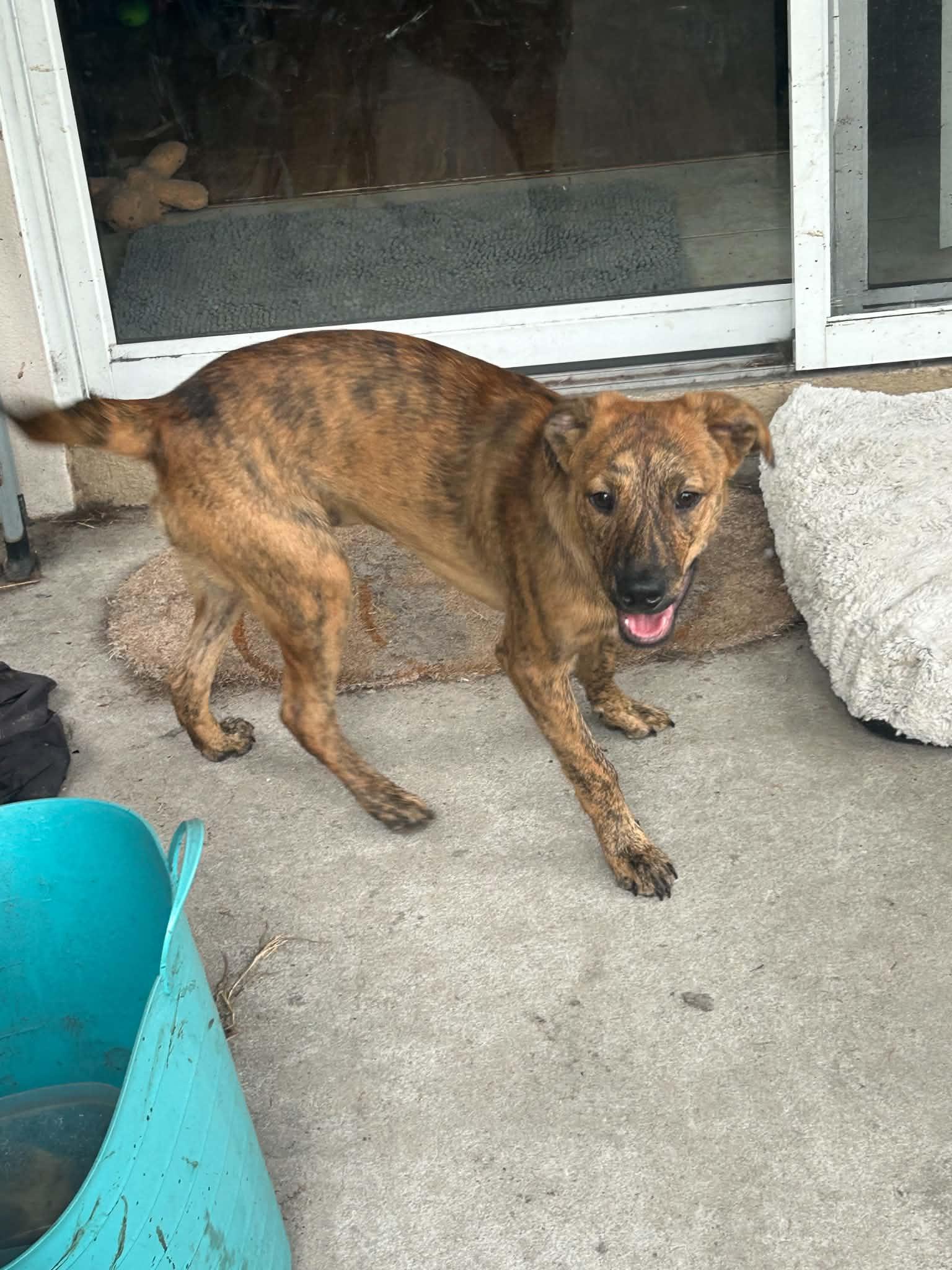Ross, a ADOPTABLE Feist in Brooksville, FL image 3/6