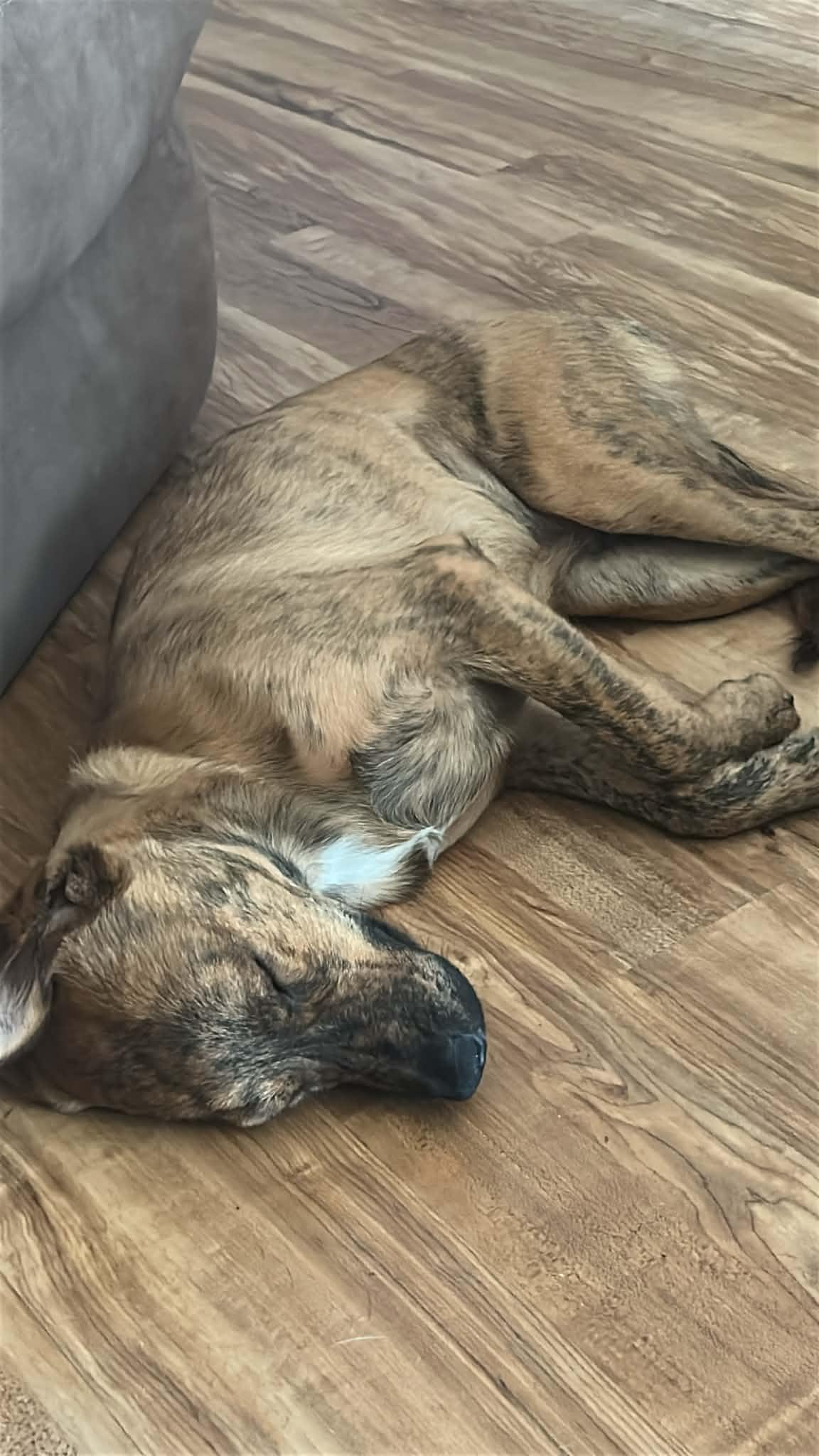 Ross, a ADOPTABLE Feist in Brooksville, FL image 2/6