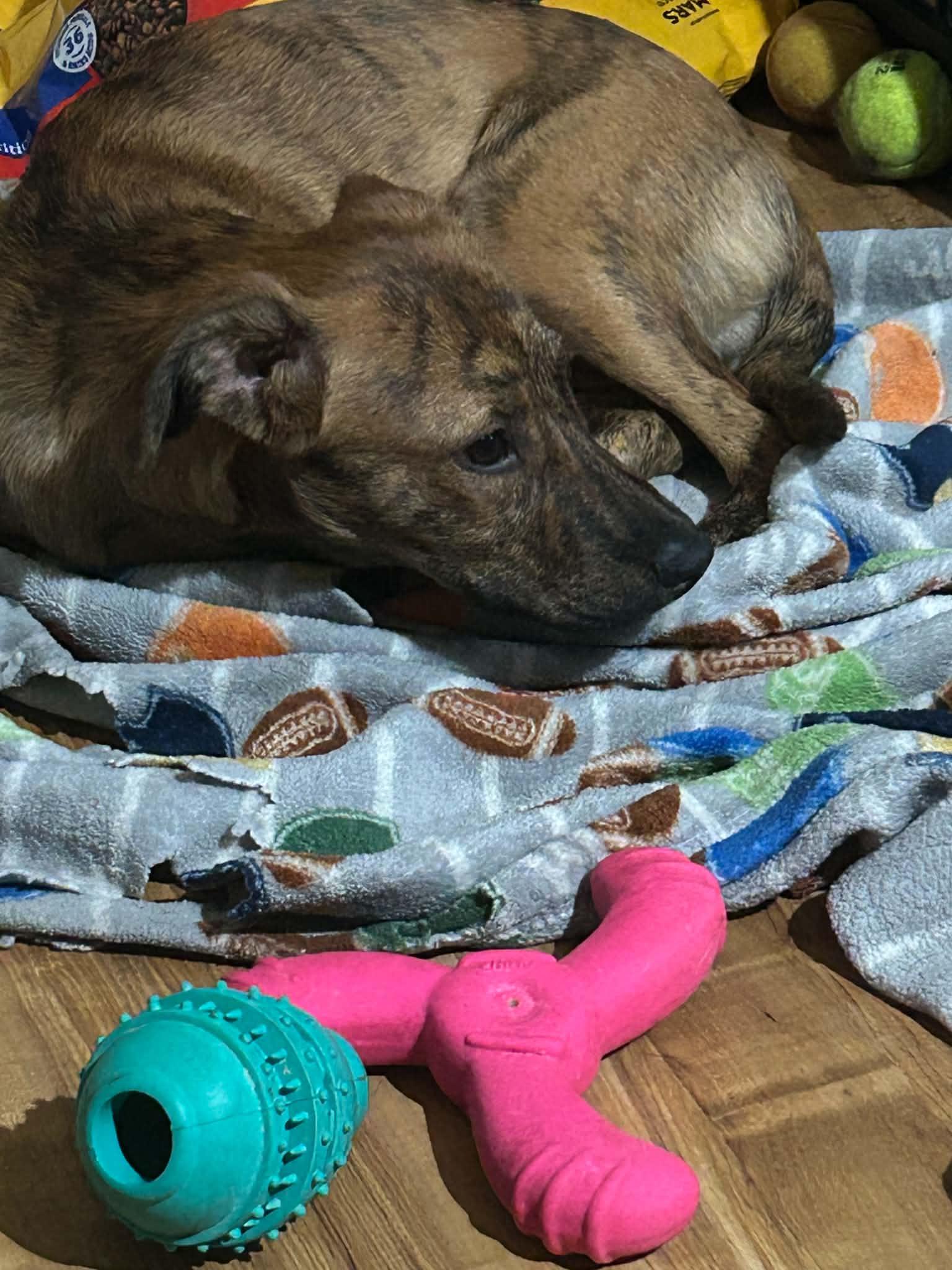 Ross, a ADOPTABLE Feist in Brooksville, FL image 6/6