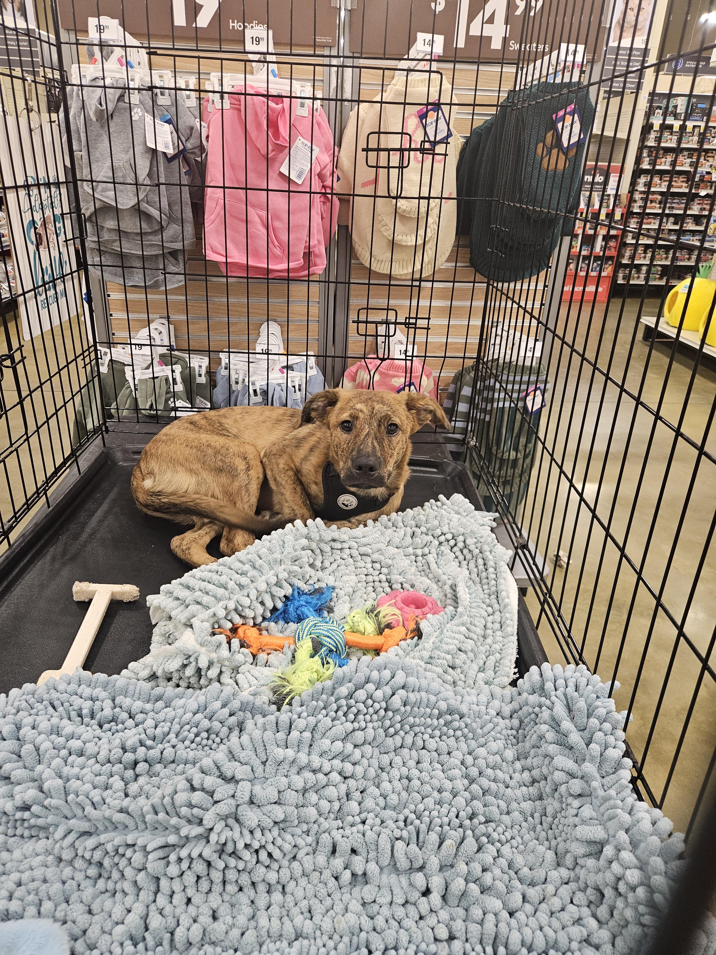 Ross, a ADOPTABLE Feist in Brooksville, FL image 4/6