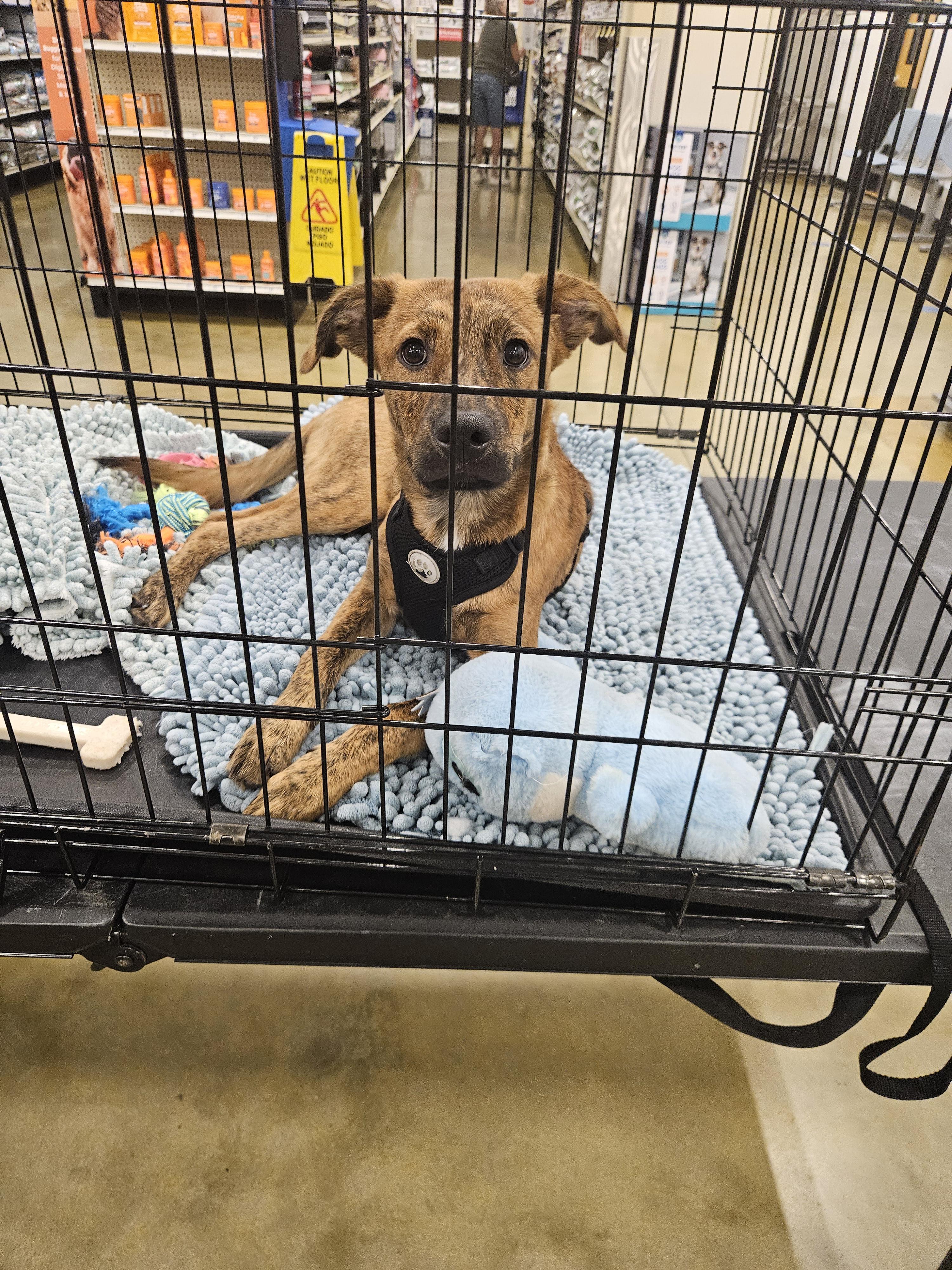 Ross, ADOPTABLE, Young Male Feist.