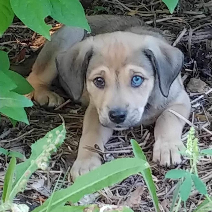 Elliot, Adopted, Puppy Male Chihuahua.