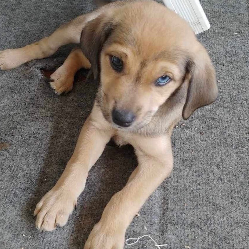 Elliot, a Adopted mixed breed in Winnipeg, MB image 2/11