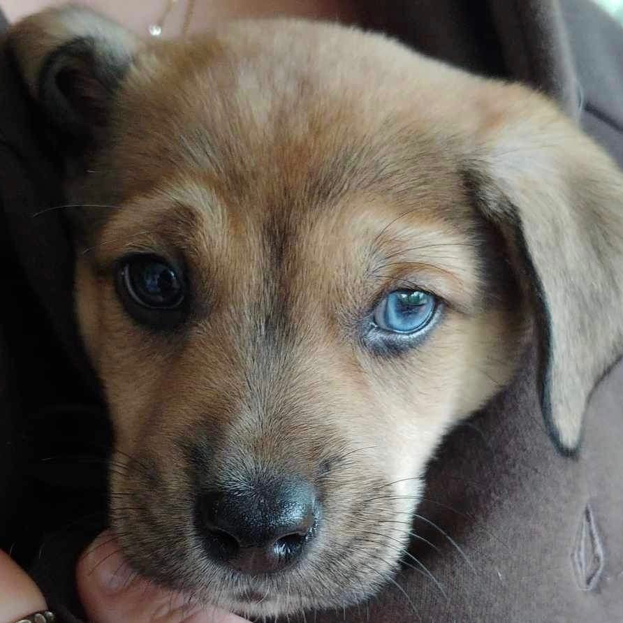 Elliot, a Adopted mixed breed in Winnipeg, MB image 3/11