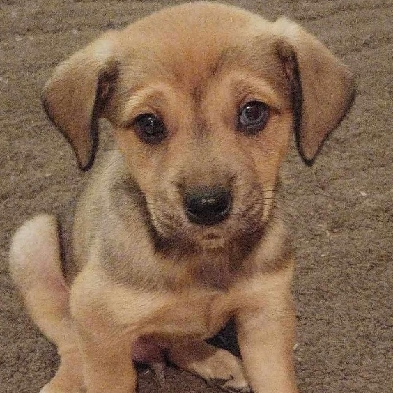 Elliot, a Adopted mixed breed in Winnipeg, MB image 4/11