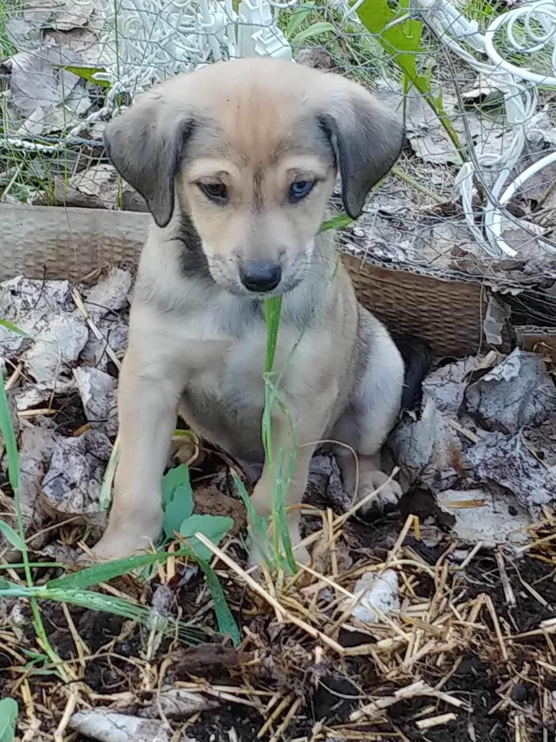 Elliot, a Adopted mixed breed in Winnipeg, MB image 5/11
