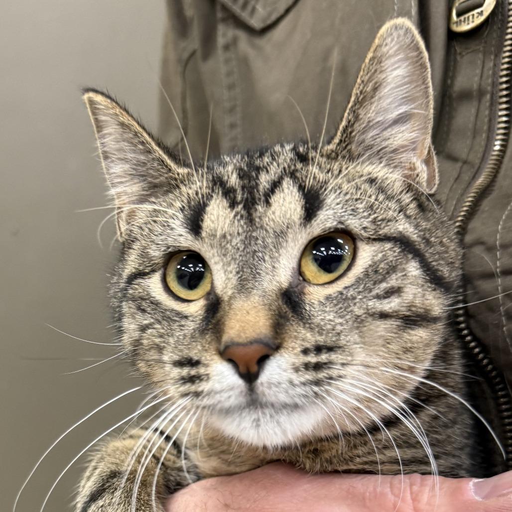 Enlarge Cookie, a Adoptable Domestic Short Hair in Hopkins, MN image 1/2
