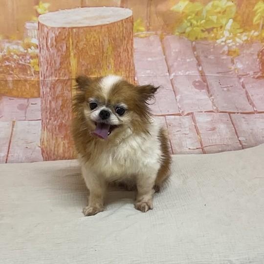 Enlarge Stanley, a Adoptable mixed breed in Rochester, NY image 5/5