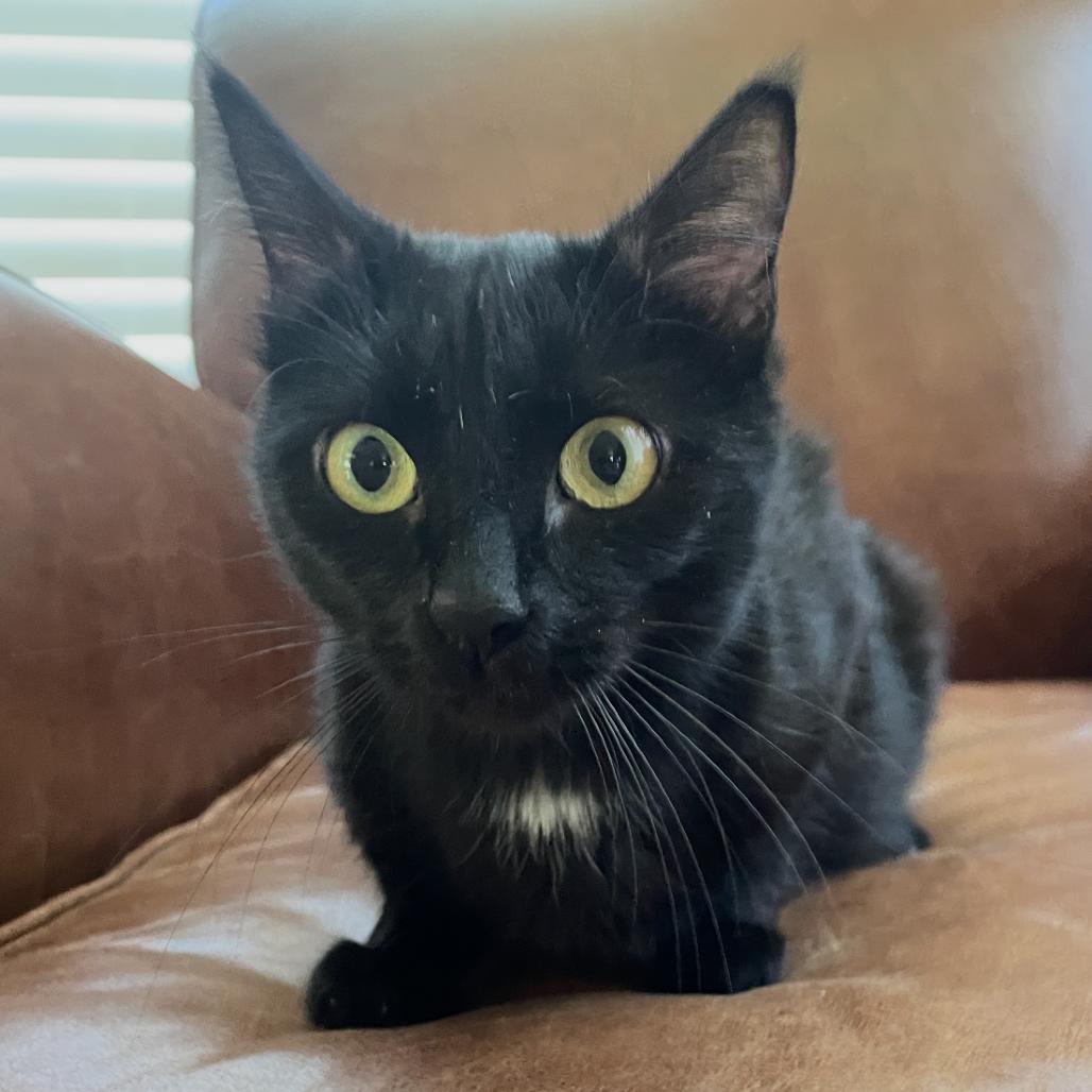 Ms. Sally Spot (mother), a Adoptable Domestic Short Hair in Granby, MO image 1/4