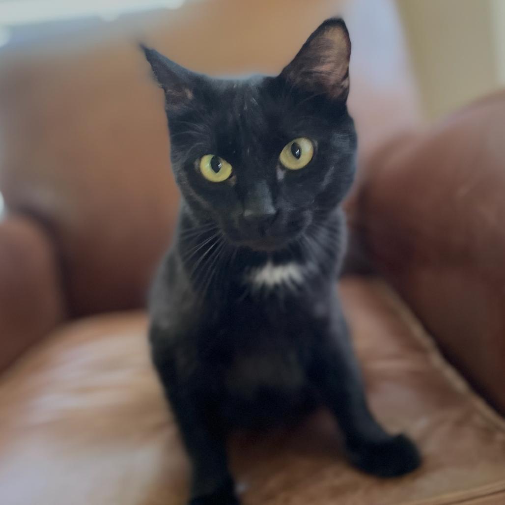 Ms. Sally Spot (mother), a Adoptable Domestic Short Hair in Granby, MO image 2/4