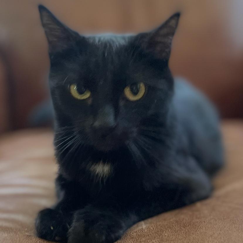 Ms. Sally Spot (mother), a Adoptable Domestic Short Hair in Granby, MO image 3/4