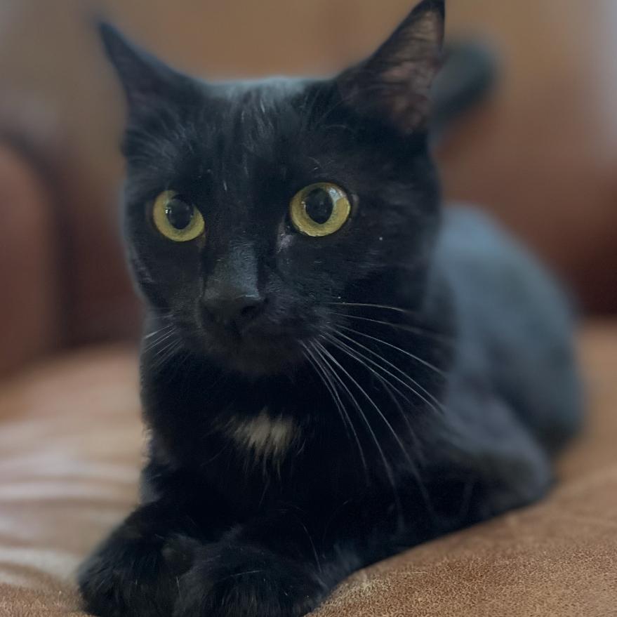 Ms. Sally Spot (mother), a Adoptable Domestic Short Hair in Granby, MO image 4/4
