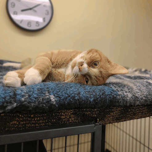 Scranton (FLUTD - Medicated Diet), an adopted Domestic Short Hair Mix in Florenceville, NB_image-1