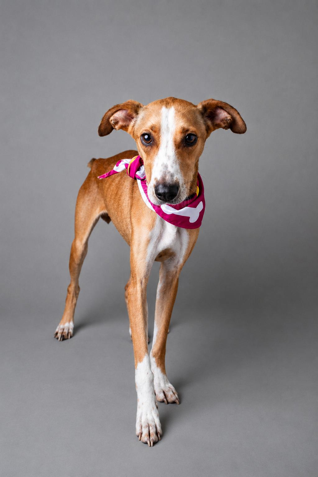 Flea, ADOPTABLE, Adult Female Terrier.