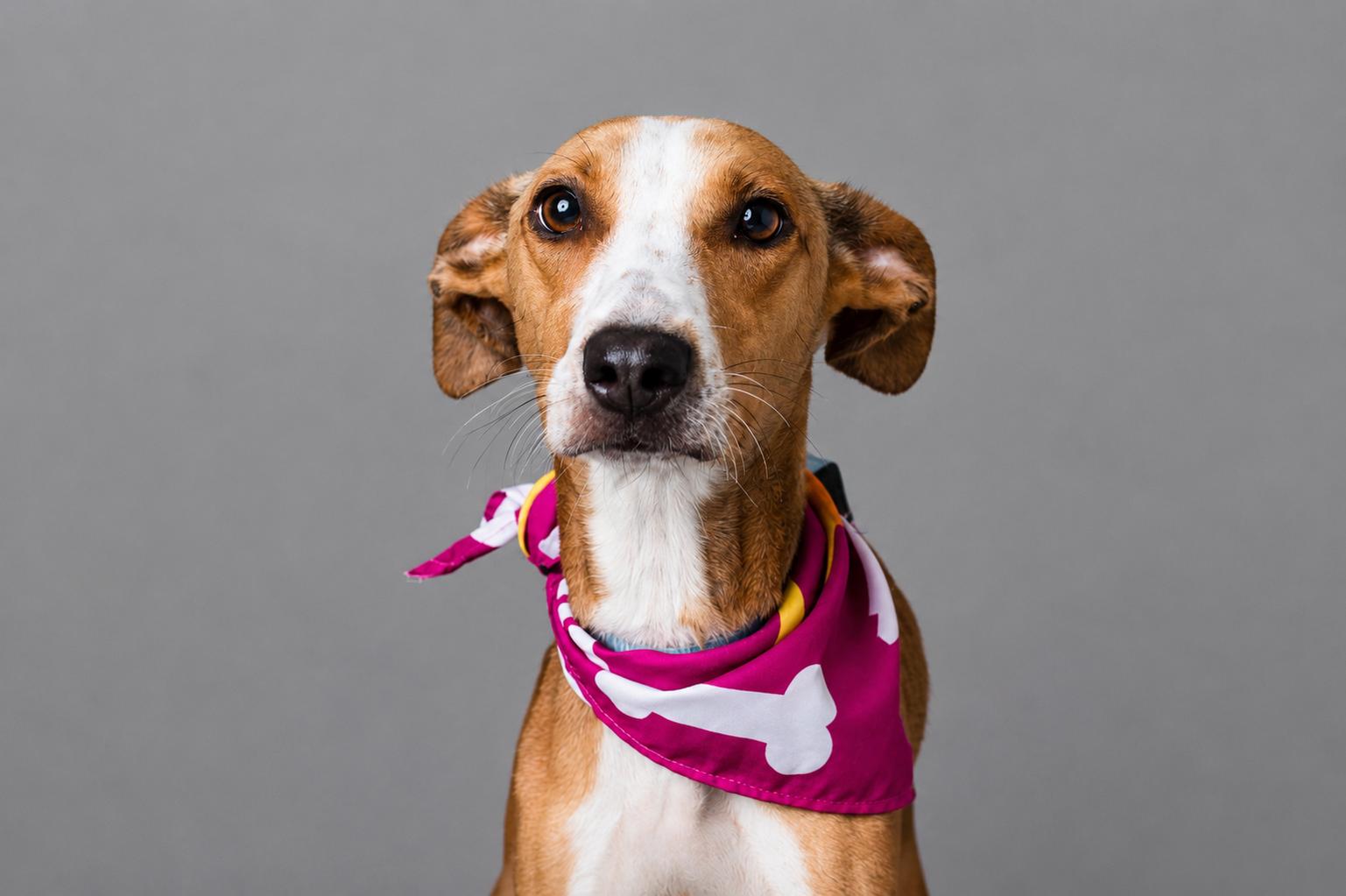 Enlarge Flea, a ADOPTABLE mixed breed in Plaquemine, LA image 2/2