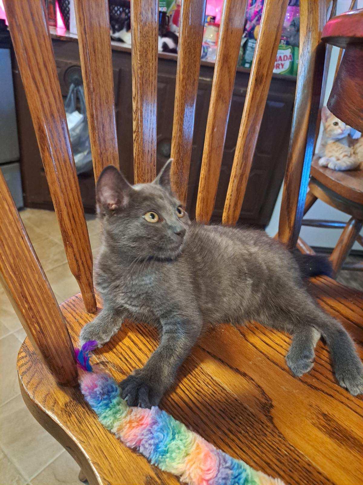 Cyrus, ADOPTABLE, Young Male American Shorthair.