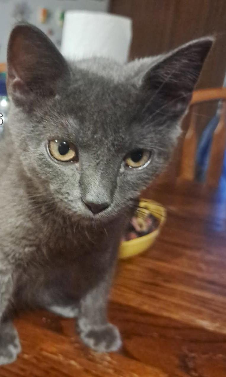 Cyrus, a ADOPTABLE American Shorthair in Erwin, TN image 4/4