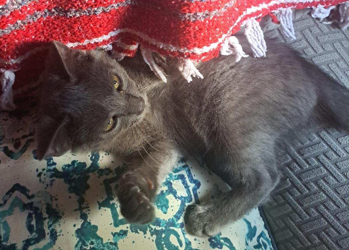 Cyrus, a ADOPTABLE American Shorthair in Erwin, TN image 3/4