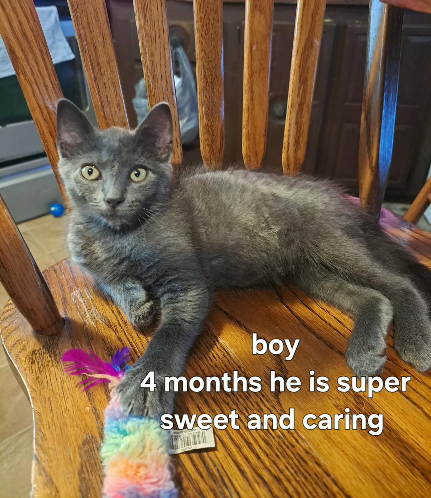 Cyrus, a ADOPTABLE American Shorthair in Erwin, TN image 2/4
