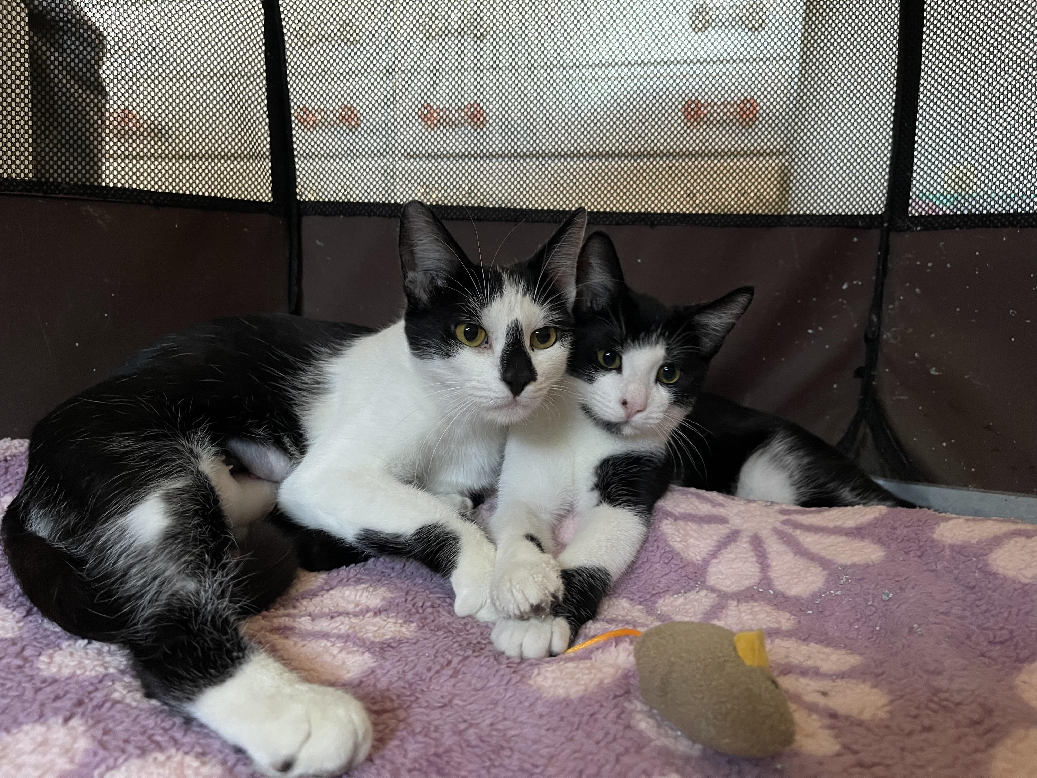CHRISSY & her son TRACY, Adoptable, Adult Female Domestic Short Hair.