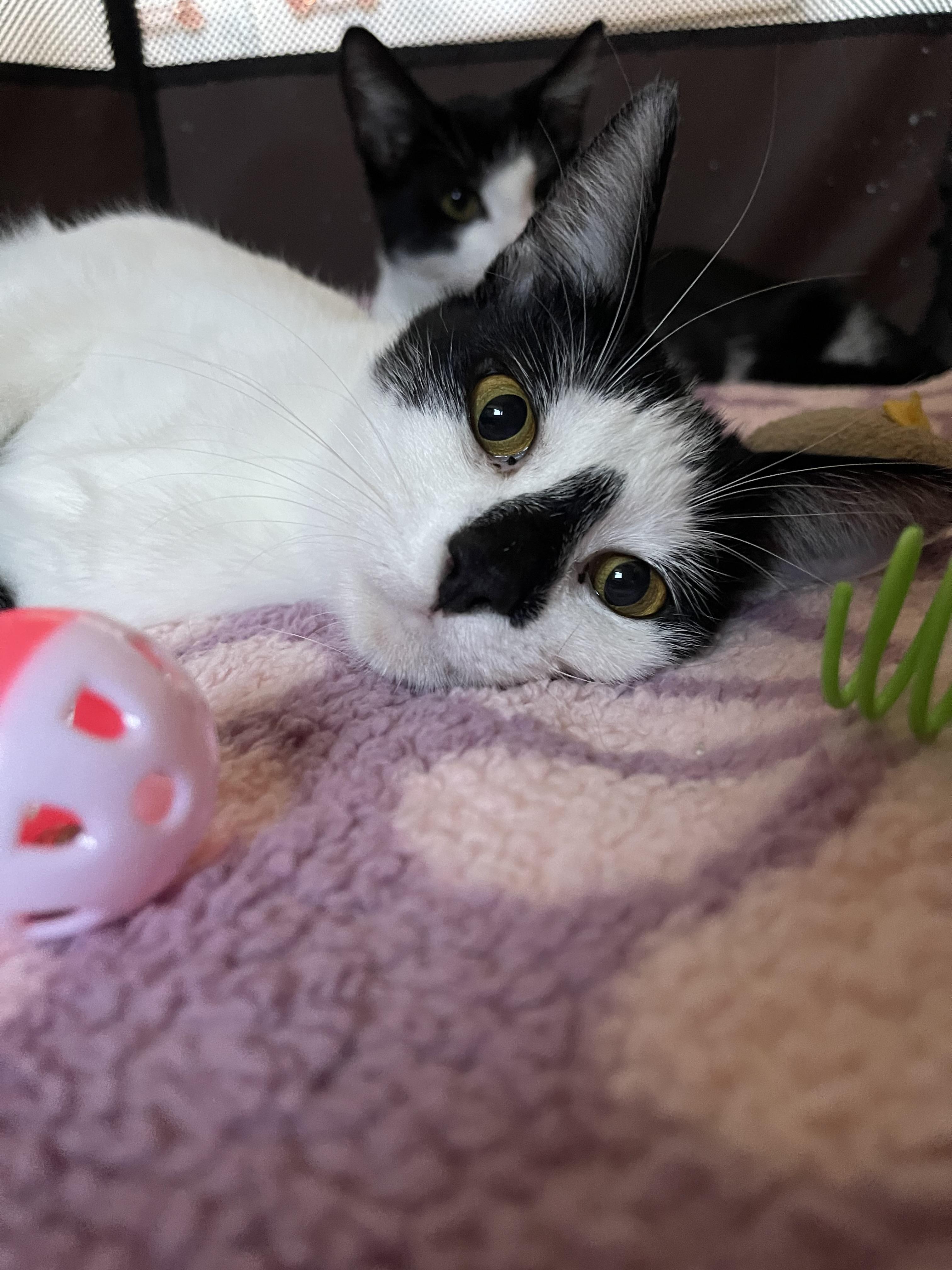 Enlarge CHRISSY & her son TRACY, a Adoptable Domestic Short Hair in Pittsburgh, PA image 4/5