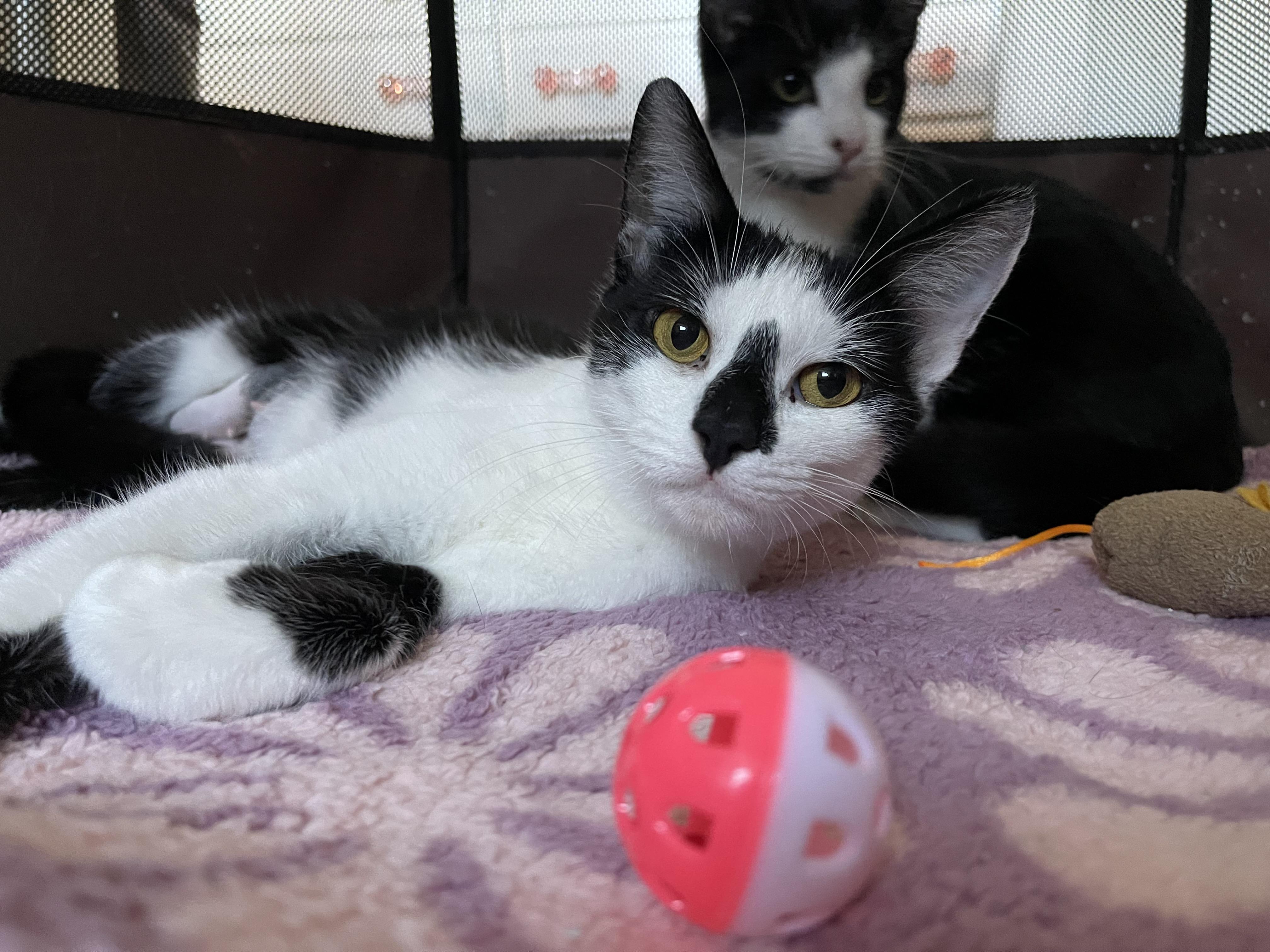 Enlarge CHRISSY & her son TRACY, a Adoptable Domestic Short Hair in Pittsburgh, PA image 2/5