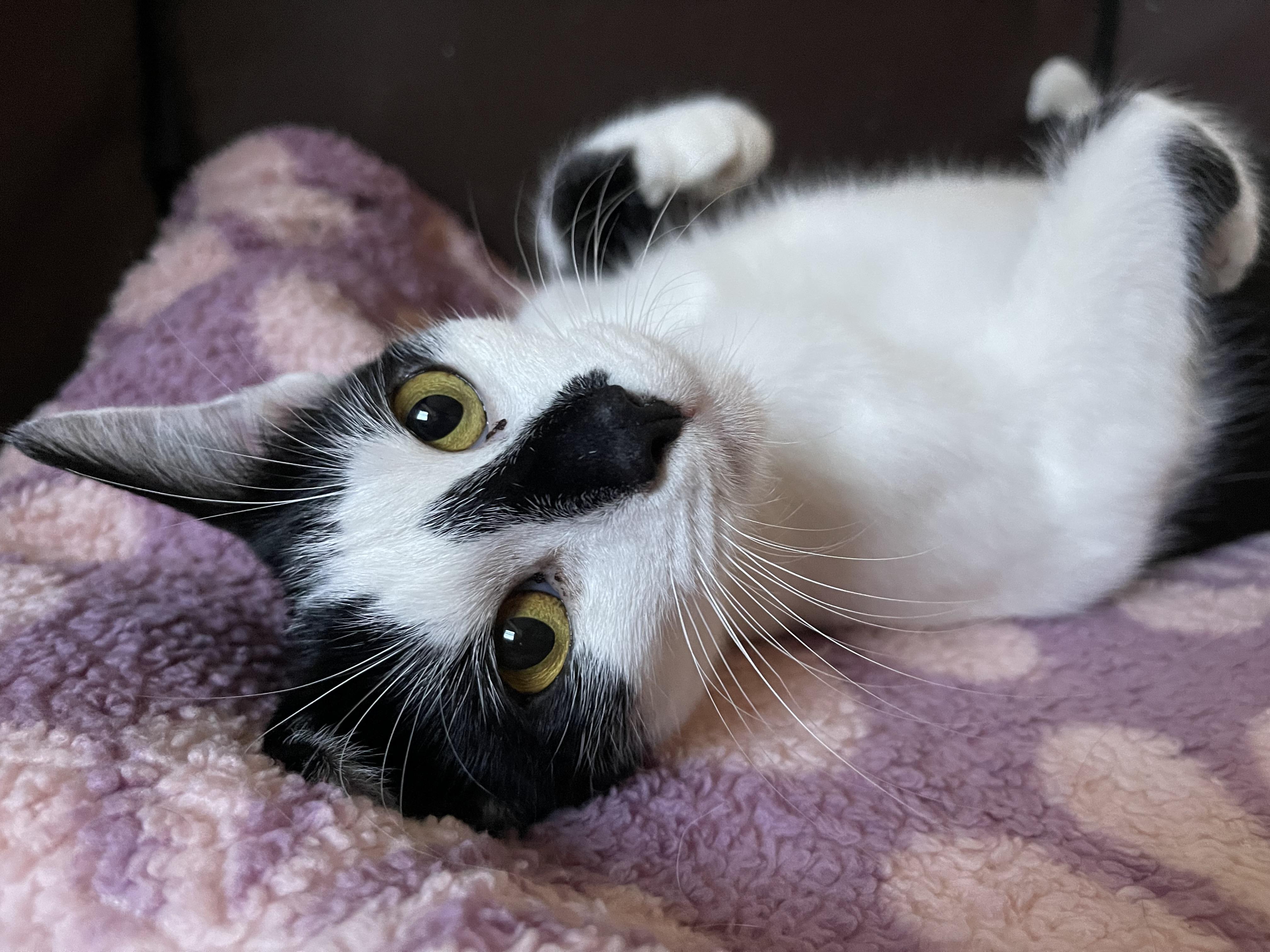 Enlarge CHRISSY & her son TRACY, a Adoptable Domestic Short Hair in Pittsburgh, PA image 3/5