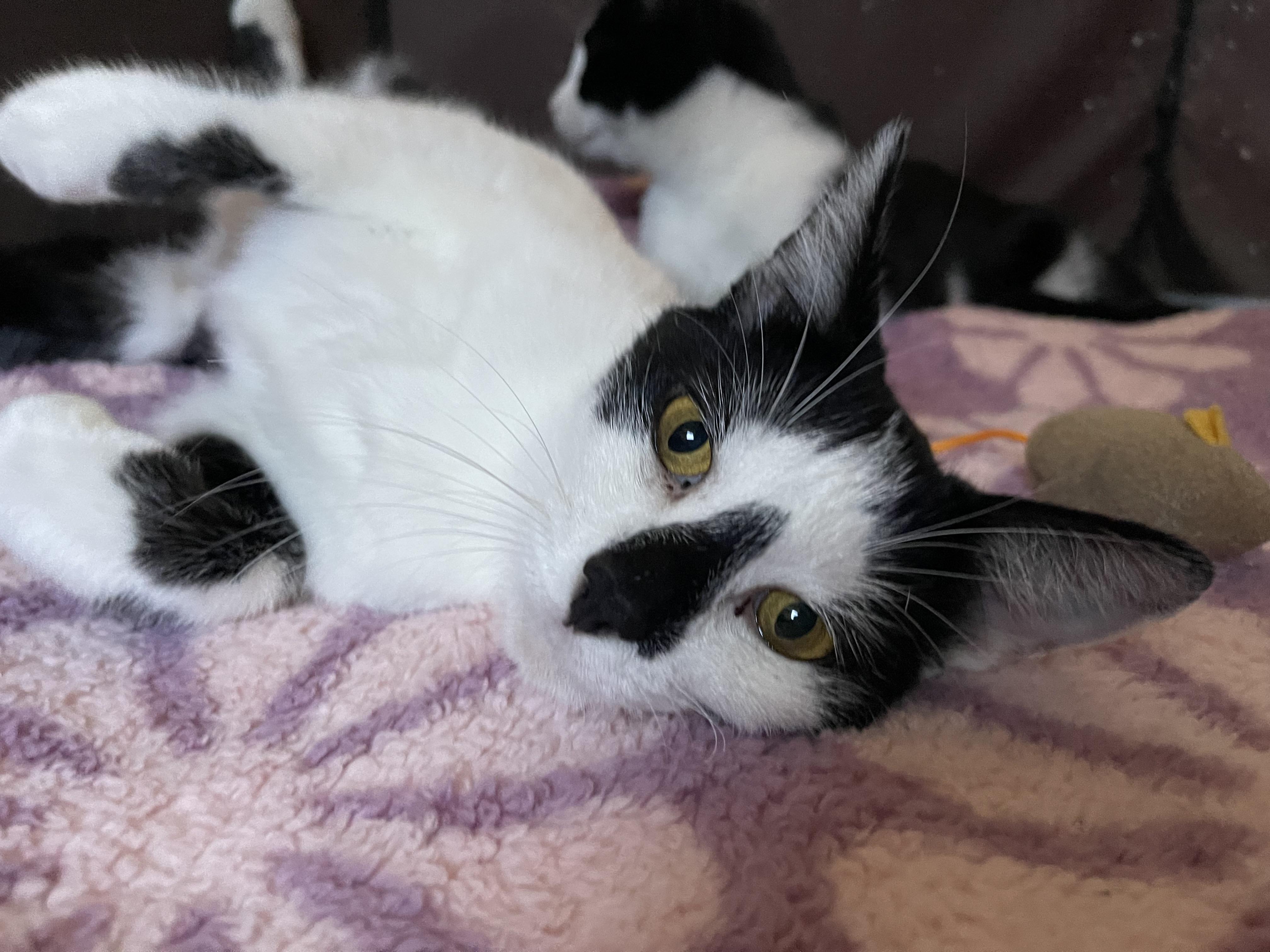 Enlarge CHRISSY & her son TRACY, a Adoptable Domestic Short Hair in Pittsburgh, PA image 5/5