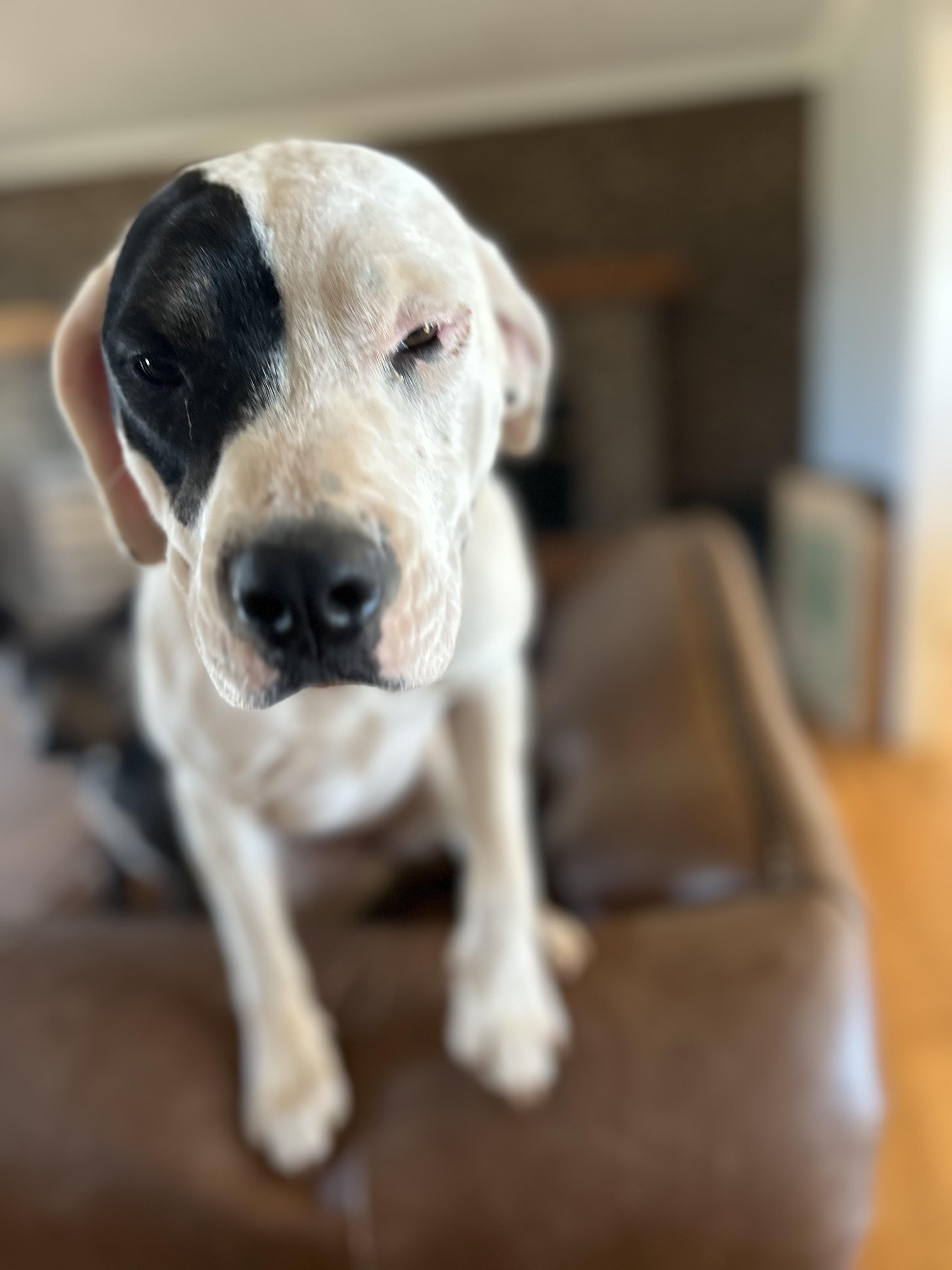 Patches photo 2