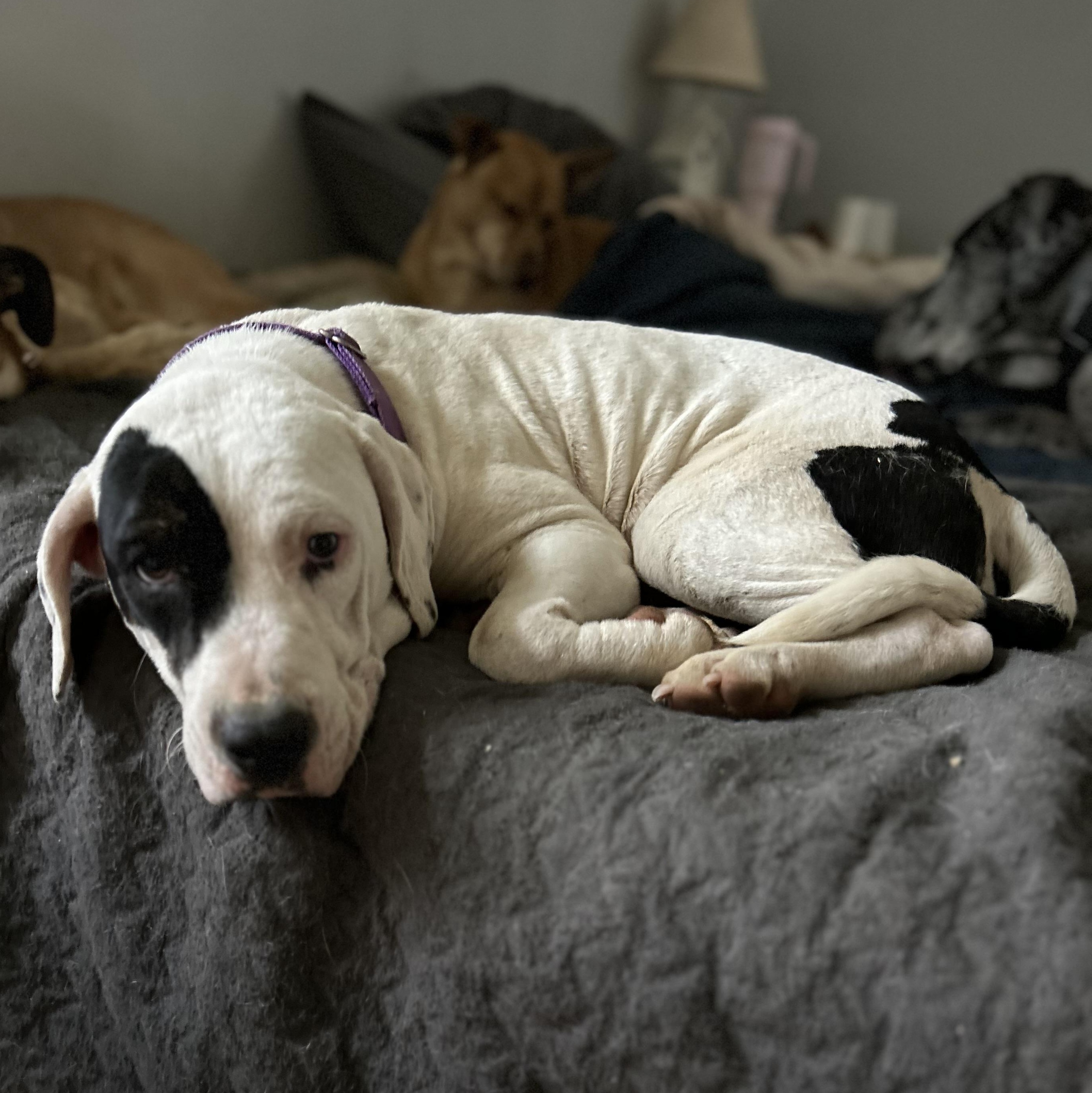Patches, Adult Female unknown