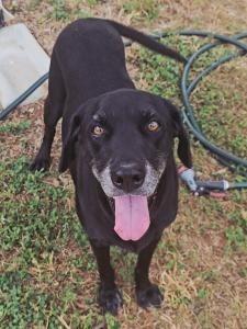 Flower, Adoptable, Adult Female Labrador Retriever.