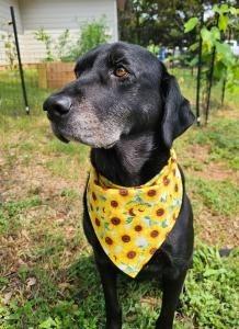 Enlarge Flower, a Adoptable Labrador Retriever in Austin, TX image 2/4