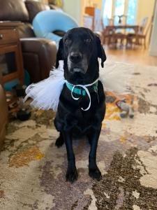 Enlarge Flower, a Adoptable Labrador Retriever in Austin, TX image 4/4
