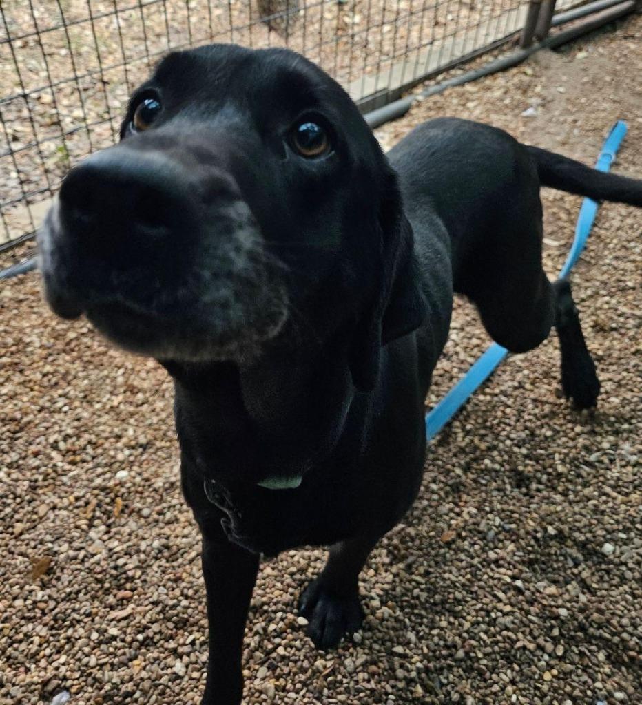 Flower, Adoptable, Adult Female Labrador Retriever.