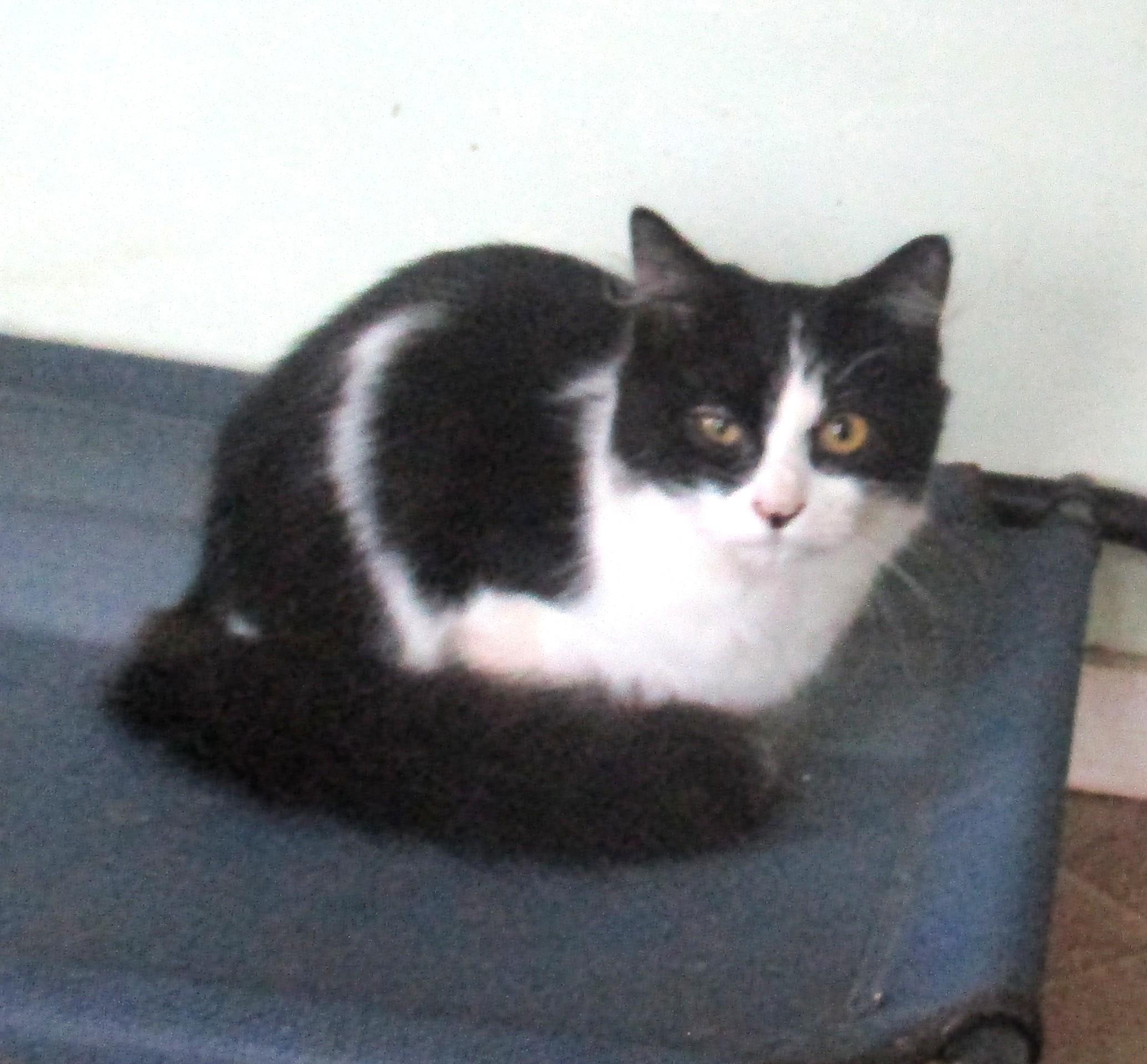 ELLIE, Adoptable, Kitten Female Domestic Long Hair.