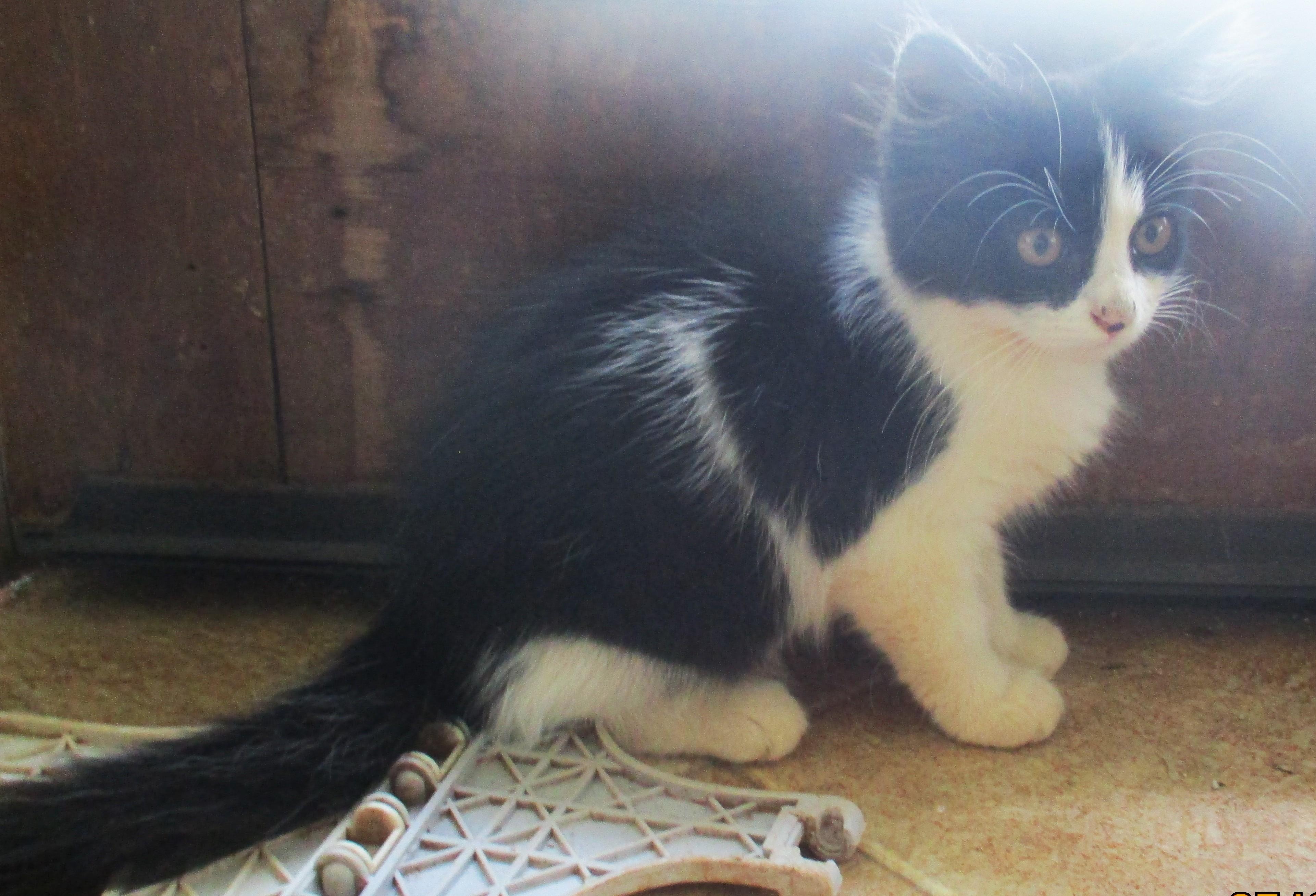 Enlarge ELLIE, a Adoptable Domestic Long Hair in Troutman, NC image 3/6