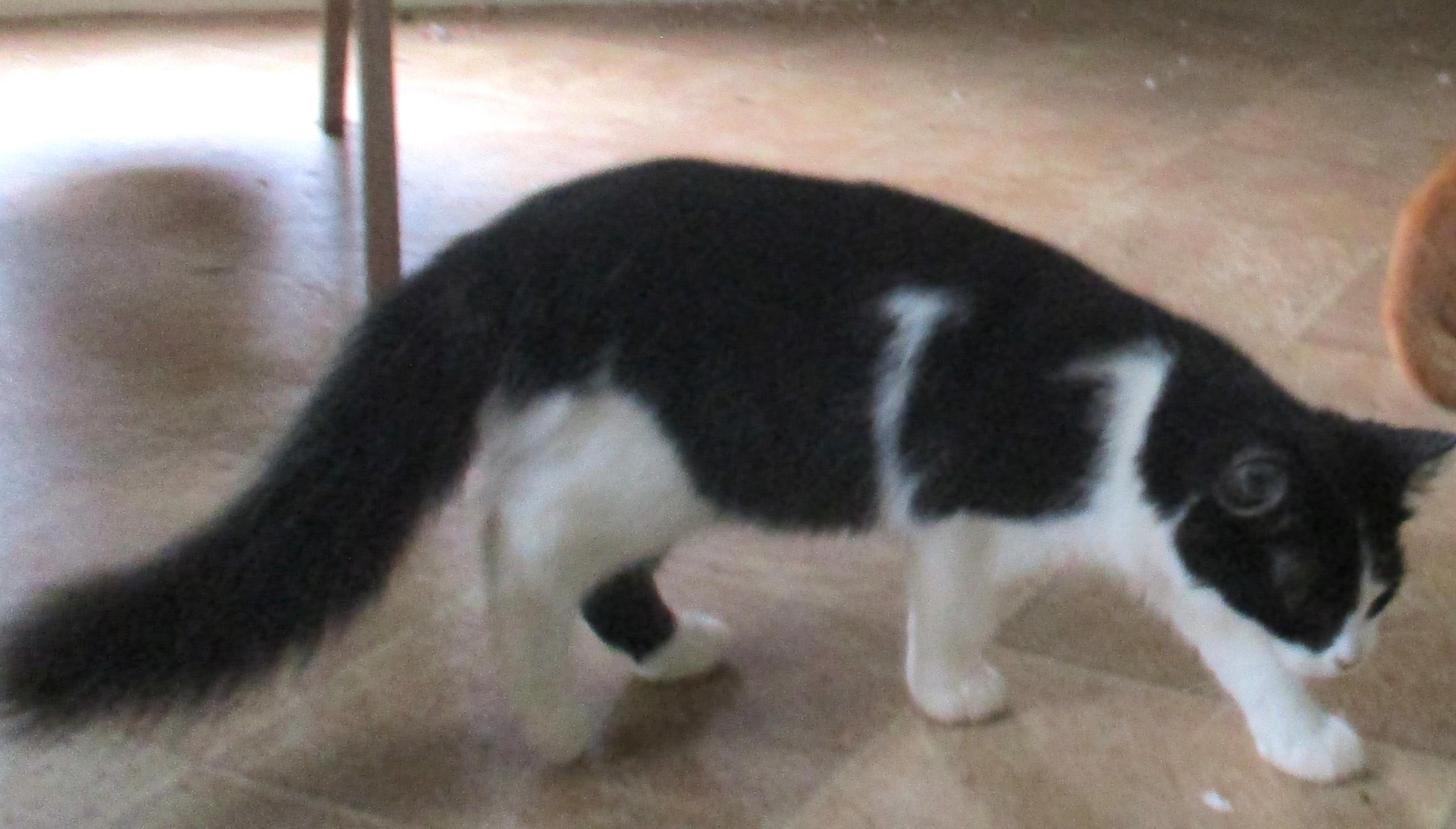Enlarge ELLIE, a Adoptable Domestic Long Hair in Troutman, NC image 6/6