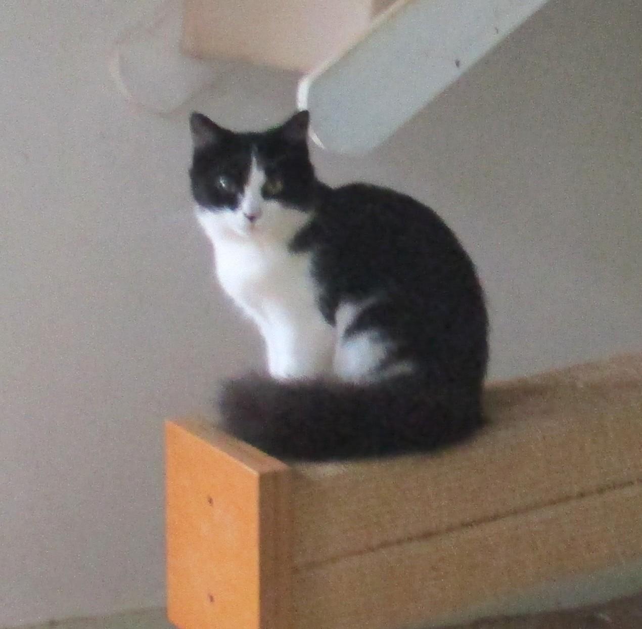 Enlarge ELLIE, a Adoptable Domestic Long Hair in Troutman, NC image 2/6