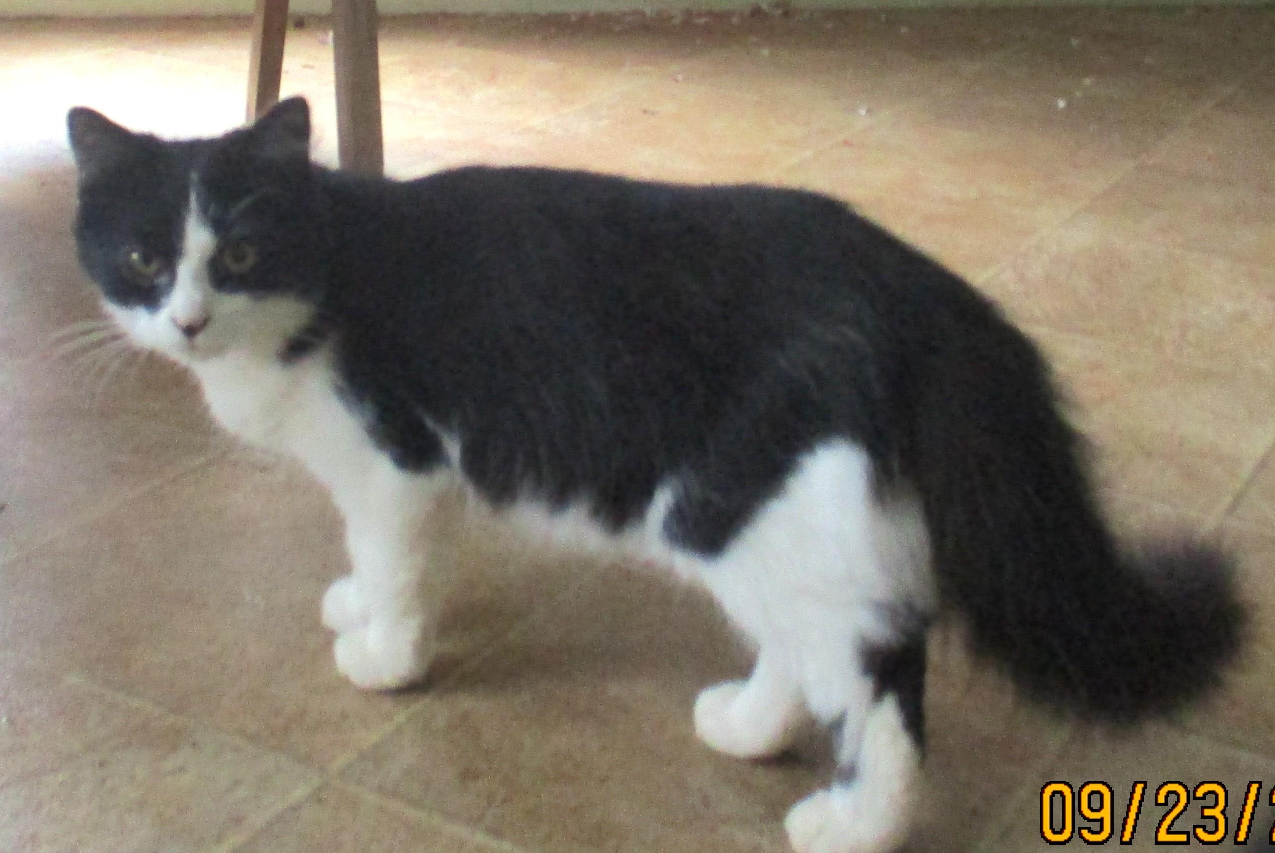 Enlarge ELLIE, a Adoptable Domestic Long Hair in Troutman, NC image 5/6